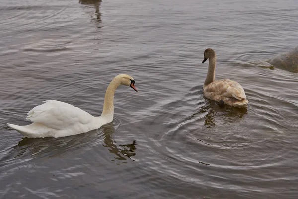 Cygnes blancs et gris flottent sur l'eau. — Photo