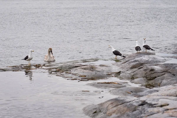 Fiskmåsar sitter och skriker på en klippa vid havet i Finland. — Stockfoto