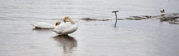 Cygnes blancs et mouettes nagent sur la plage. — Photo