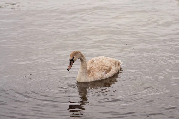 Um jovem cisne nada na água ao largo da costa. — Fotografia de Stock