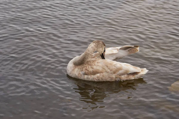 Un jeune cygne flotte sur l'eau et nettoie les plumes. — Photo