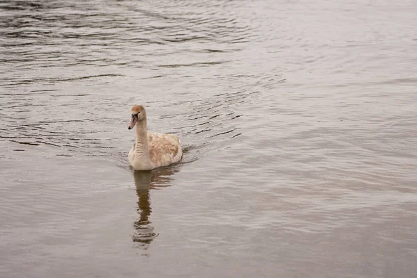 Un giovane cigno nuota sull'acqua al largo della costa. — Foto Stock