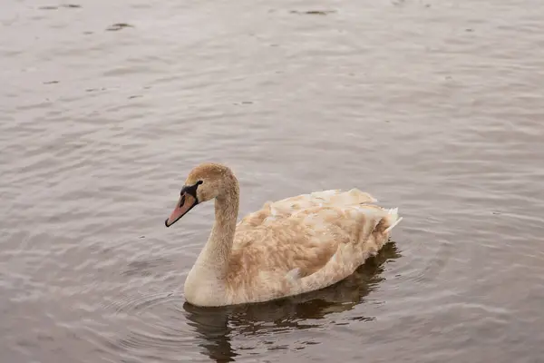 Un cisne joven nada en el agua de la costa. — Foto de Stock