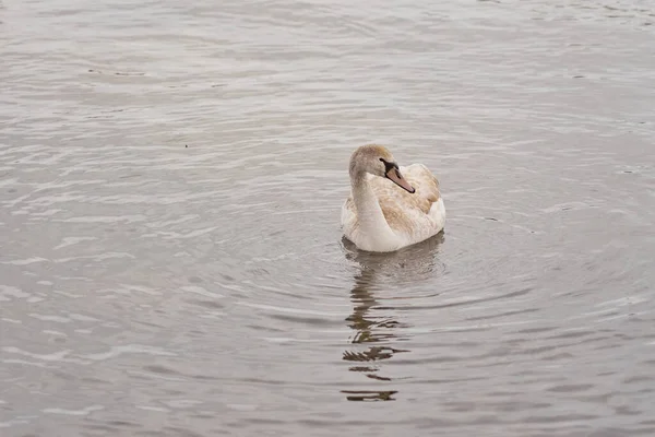 Ein junger Schwan schwimmt auf dem Wasser vor der Küste. — Stockfoto