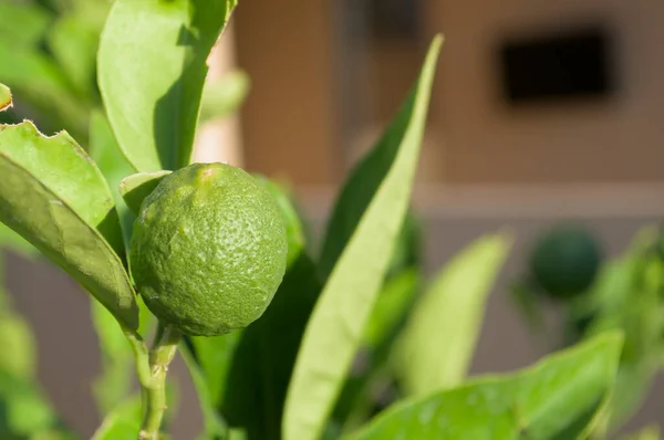 Frukten av lime på trädet är närbild på en suddig bakgrund. — Stockfoto
