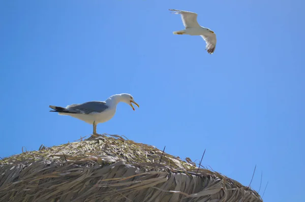 Un grande gabbiano su un ombrellone di paglia sulla spiaggia. — Foto Stock