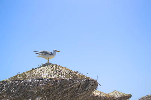 Pájaro de pie sobre un paraguas de playa. — Foto de Stock