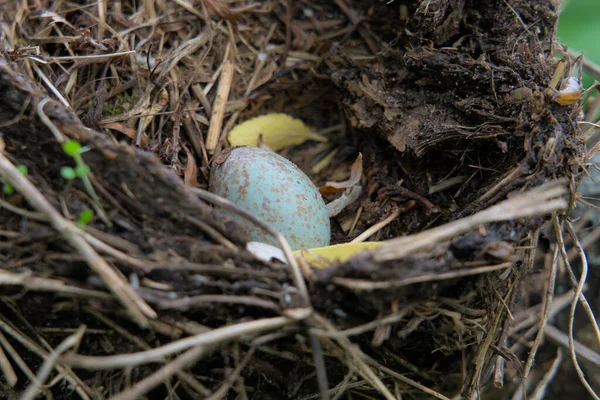 Een blauw ei van een kleine vogel in een nest. — Stockfoto