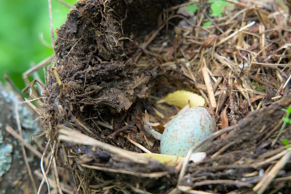 Een blauwe lijster ei in een nest op een boom. — Stockfoto