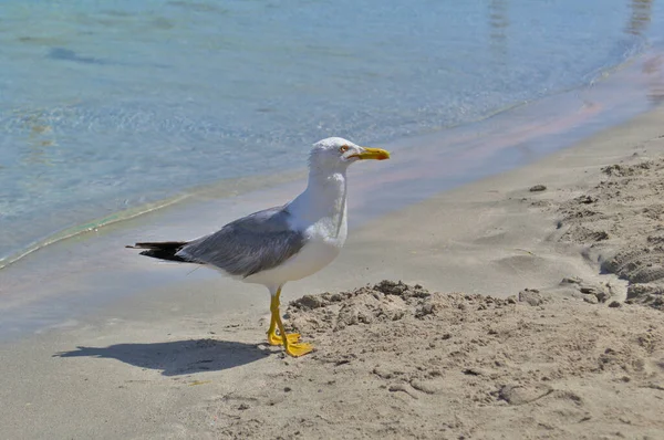 Un albatros está buscando comida en una playa de arena. — Foto de Stock