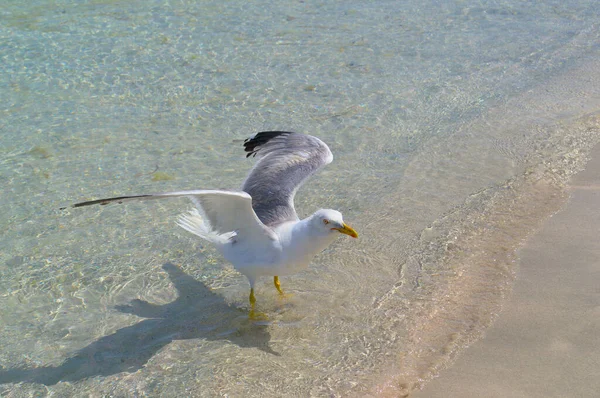 Большая чайка ищет еду на песчаном пляже. — стоковое фото