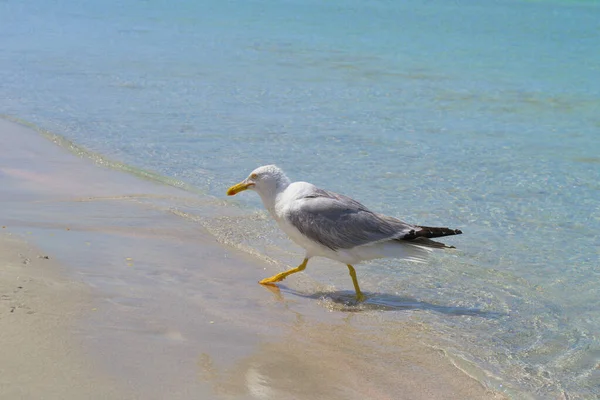 Uma grande gaivota caminha na água na costa arenosa. — Fotografia de Stock