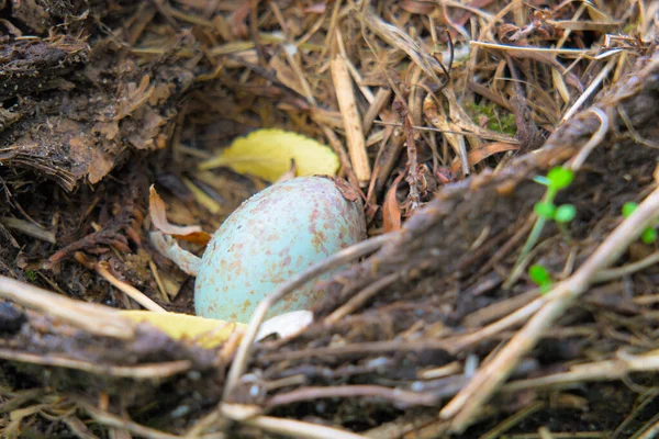 Blauw ei in een nest in de natuur close-up. — Stockfoto