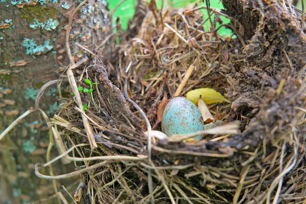 A motley blue egg in a nest on a tree. — Stockfoto