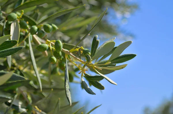 En gren av ett olivträd närbild mot en blå himmel. — Stockfoto