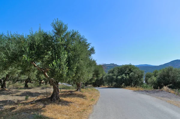 El camino a lo largo de los campos con olivos en un día soleado de verano. — Foto de Stock