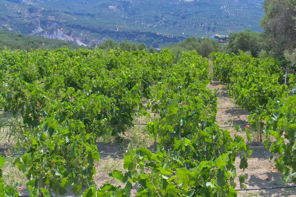 Field with vineyard in summer on a sunny day. — Stock Photo, Image