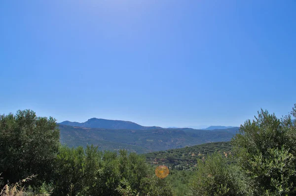 Vista de las montañas a través de olivos. — Foto de Stock