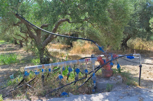 Sistema de riego para olivos en Grecia en la isla de Chania. — Foto de Stock