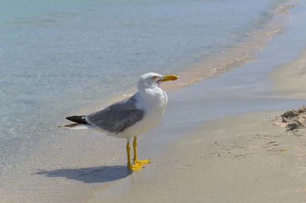 Uma grande gaivota senta-se na costa arenosa do mar. — Fotografia de Stock