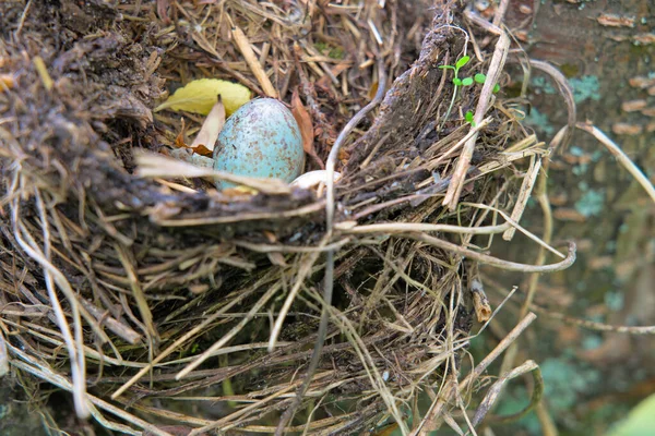 Blauw ei in een nest in de natuur close-up. — Stockfoto