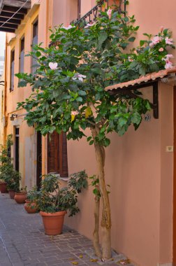 Yunanistan 'da sokakta çiçek açan amber ağacı.