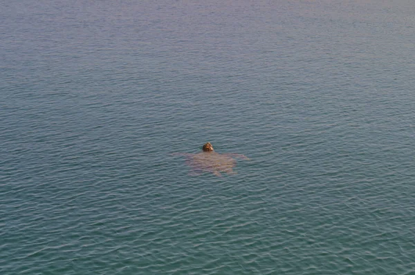 Большая морская черепаха вышла из воды. — стоковое фото
