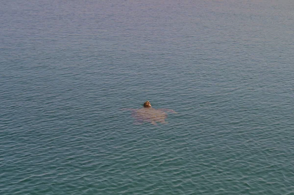 A large sea turtle emerged from the water. — Stock Photo, Image