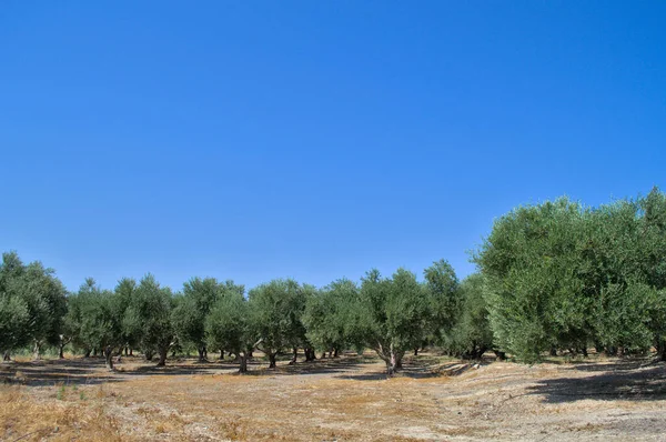 Una hilera de olivos en un bosque griego con hierba seca de verano. — Foto de Stock