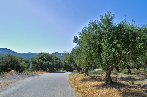 Campos de olivos y el camino entre ellos. — Foto de Stock