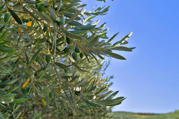 Olivträd med frukter mot den blå himlen. — Stockfoto