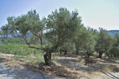 Mavi gökyüzünün dümeninde yeşil zeytinli zeytin ağaçları