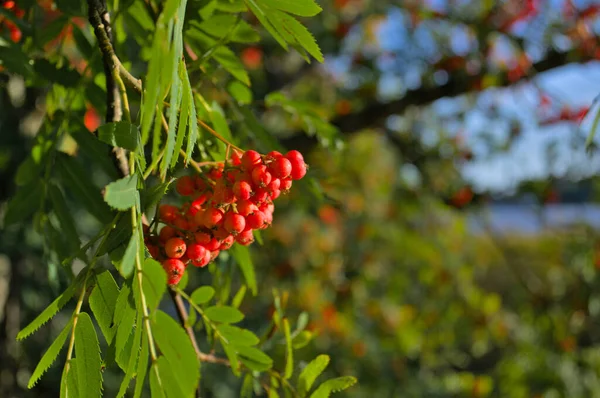 Des grappes de frêne rouge sur un fond flou — Photo