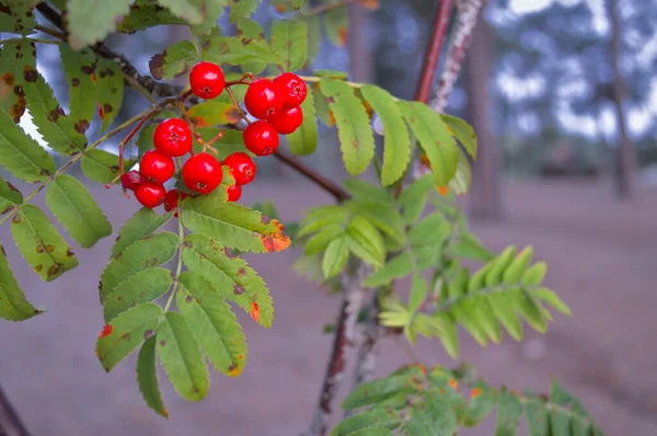 Des grappes de frêne rouge sur un fond flou — Photo