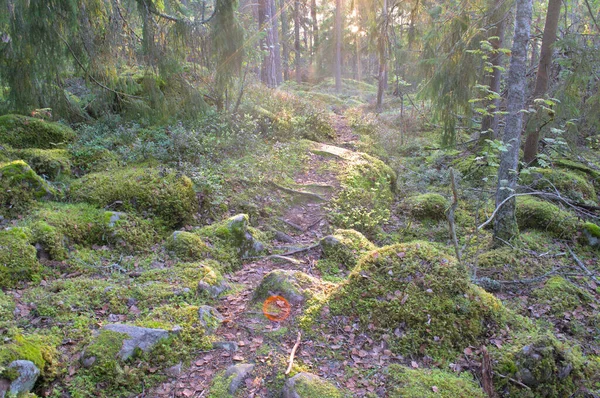 Ein taubes Dickicht des Waldes, wo ein Fuß nicht als natürlicher Hintergrund auftritt. — Stockfoto