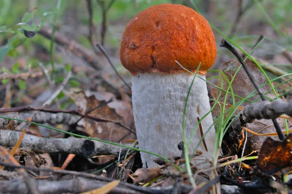 Essbarer Waldpilz im Gras auf verschwommenem Hintergrund. — Stockfoto