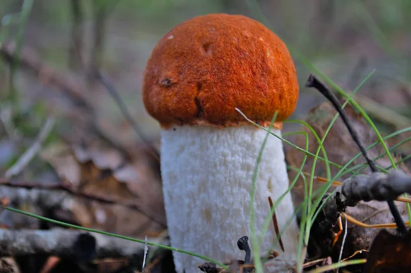 Forest edible mushroom in the grass on a blurred background. — Stock Photo, Image