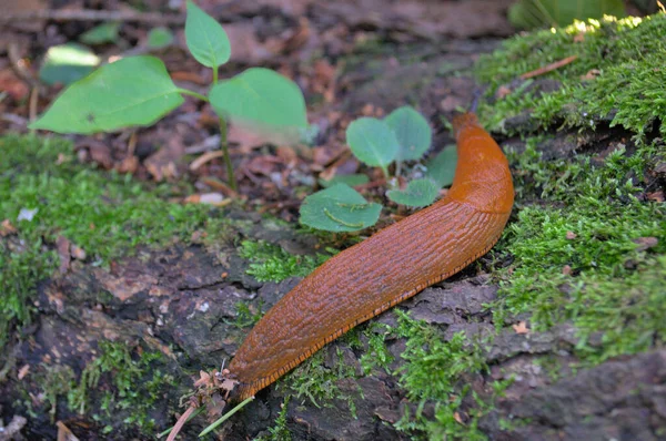 Spaanse slak, Rion vulgaris. Invasieve slak op het mos. — Stockfoto