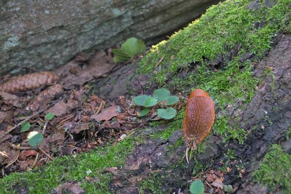 Pragas e parasitas no jardim. Estrada vermelha Arion vulgaris. — Fotografia de Stock