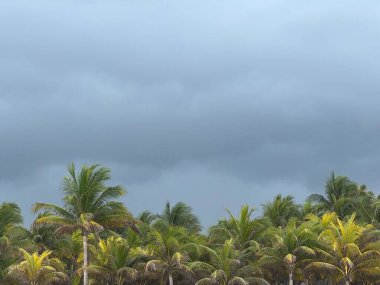Bulutlu bir günde, koyu mavi gökyüzüne karşı palmiye taçları. Yağmur öncesi orman.