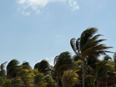 Fırtınalı havada palmiye ağaçları rüzgarla parçalanır..