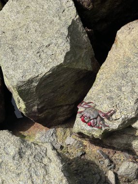 Kırmızı bir yengeç kayalıklarda güneşleniyor. Yüksek kalite fotoğraf