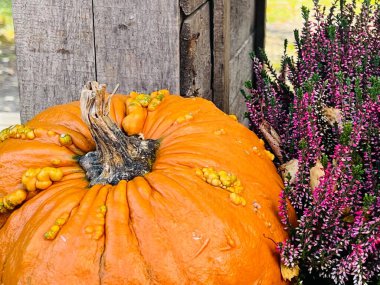 Turuncu balkabağı ve şişlik yakın plan. Yüksek kalite fotoğraf