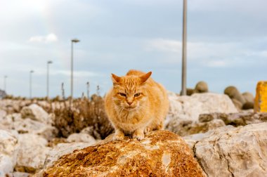 Bir kedi bir kayaya kahverengi renk