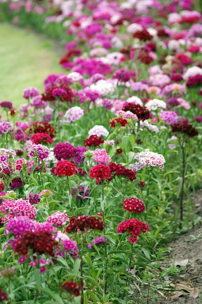 Set of flowers of red colors and roses