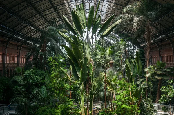 Foresta tropicale all'interno della stazione ferroviaria di Atocha — Foto Stock