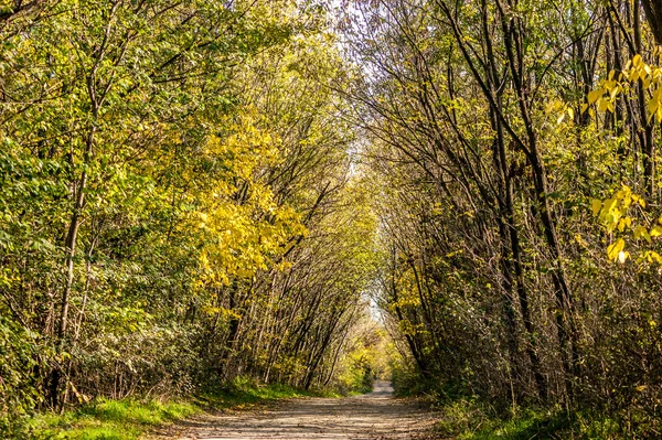 Forest in autumn with yellow and green leaves