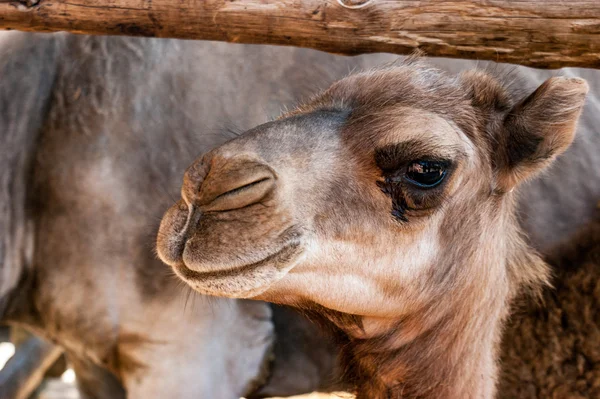 Camel — Stock Photo, Image