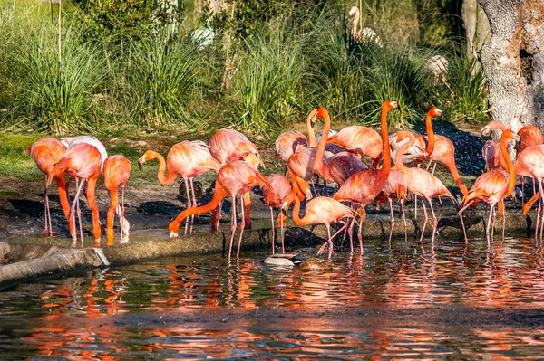 Gölette bir grup flamingo.