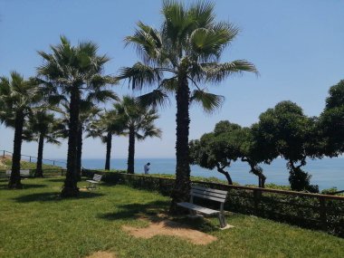 Pasifik Okyanusu kıyısındaki bir parkta palmiyeler ve ağaçlar